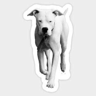 Dogo Argentino / Swiss Artwork Photography Sticker